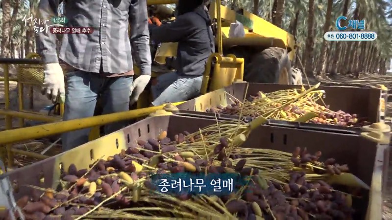 성지가 좋다 115회 종려나무 열매 추수